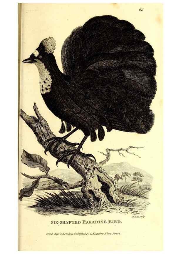 Reproducción/Reproduction 49830388557: General zoology, or Systematic natural history. London,Printed for G. Kearsley,1800-1826.. 
