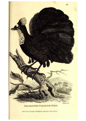 Reproducción/Reproduction 49830388557: General zoology, or Systematic natural history. London,Printed for G. Kearsley,1800-1826.. 