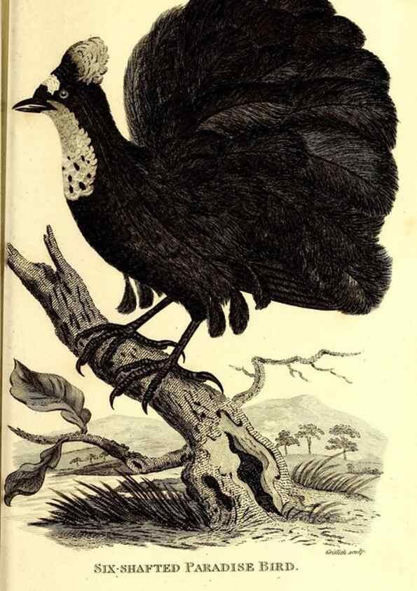 Reproducción/Reproduction 49830388557: General zoology, or Systematic natural history. London,Printed for G. Kearsley,1800-1826.. 