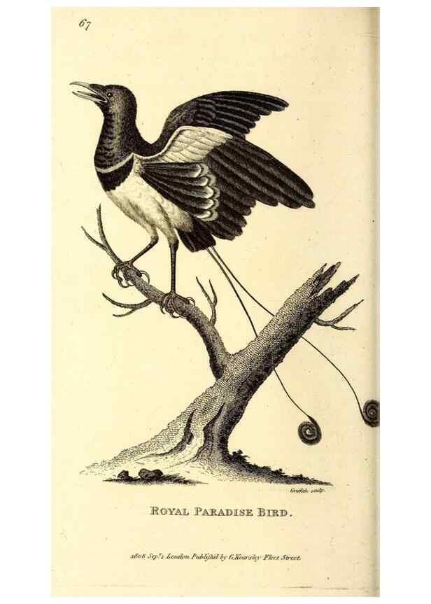 Reproducción/Reproduction 49830081686: General zoology, or Systematic natural history. London,Printed for G. Kearsley,1800-1826.. 