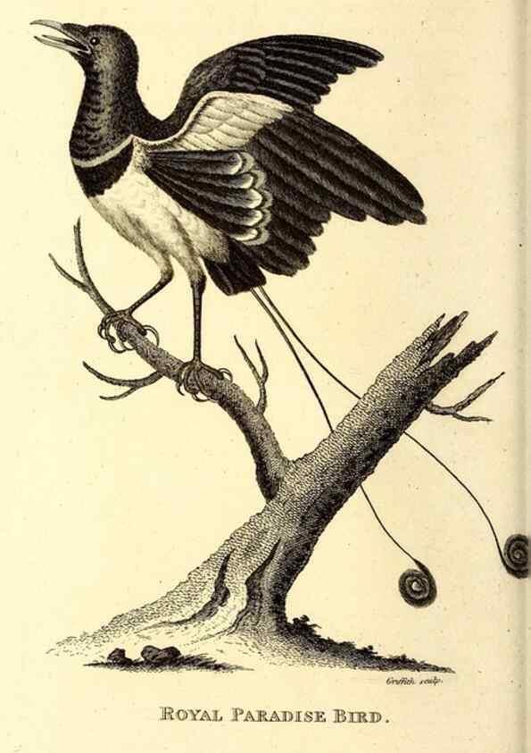 Reproducción/Reproduction 49830081686: General zoology, or Systematic natural history. London,Printed for G. Kearsley,1800-1826.. 