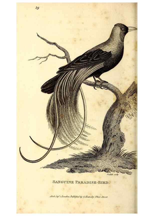 Reproducción/Reproduction 49830077046: General zoology, or Systematic natural history. London,Printed for G. Kearsley,1800-1826.. 