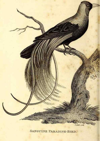 Reproducción/Reproduction 49830077046: General zoology, or Systematic natural history. London,Printed for G. Kearsley,1800-1826.. 