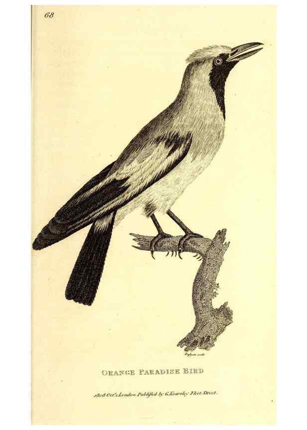 Reproducción/Reproduction 49830082151: General zoology, or Systematic natural history. London,Printed for G. Kearsley,1800-1826.. 