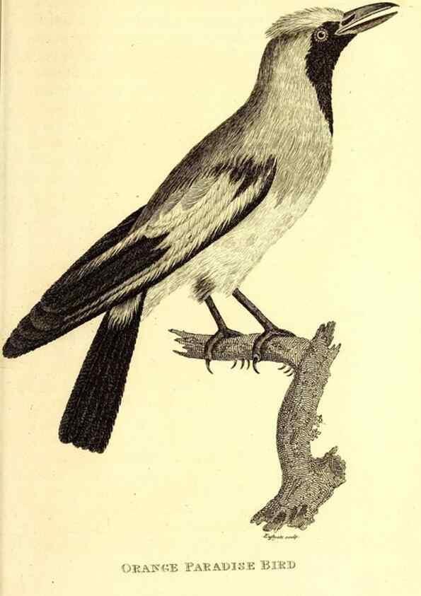 Reproducción/Reproduction 49830082151: General zoology, or Systematic natural history. London,Printed for G. Kearsley,1800-1826.. 