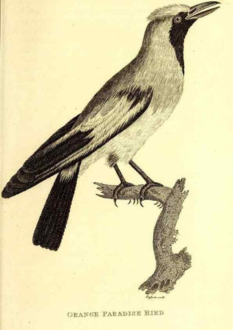 Reproducción/Reproduction 49830082151: General zoology, or Systematic natural history. London,Printed for G. Kearsley,1800-1826.. 