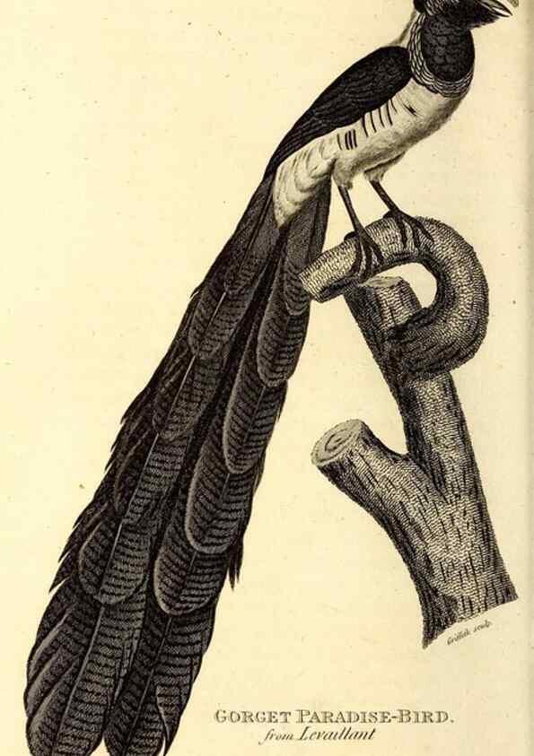 Reproducción/Reproduction 49830083141: General zoology, or Systematic natural history. London,Printed for G. Kearsley,1800-1826.. 