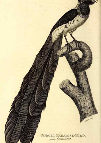 Reproducción/Reproduction 49830083141: General zoology, or Systematic natural history. London,Printed for G. Kearsley,1800-1826.. 