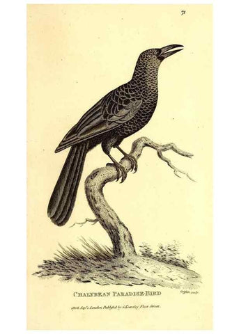 Reproducción/Reproduction 49829552063: General zoology, or Systematic natural history. London,Printed for G. Kearsley,1800-1826.. 
