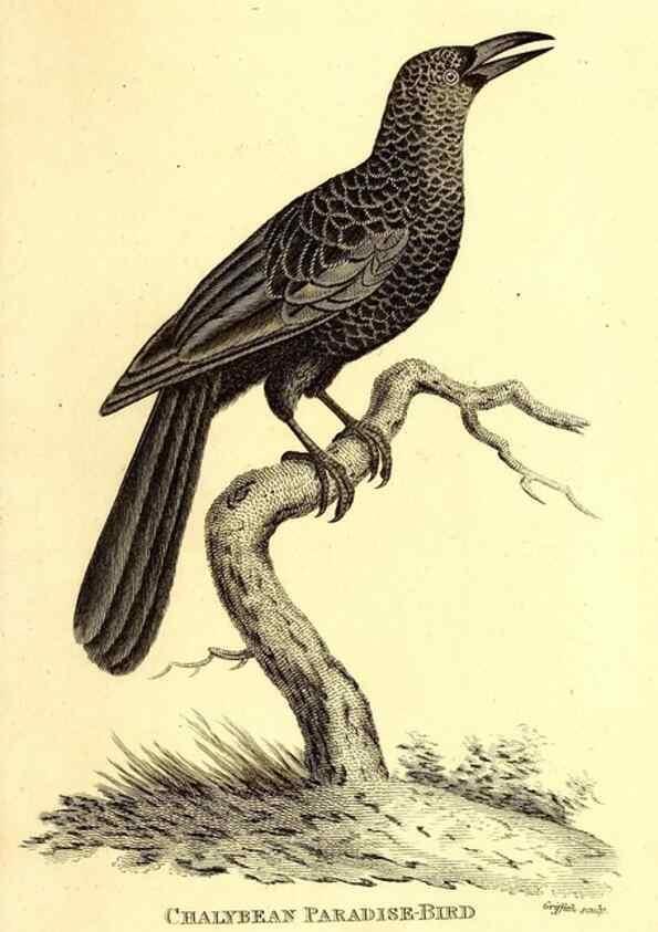 Reproducción/Reproduction 49829552063: General zoology, or Systematic natural history. London,Printed for G. Kearsley,1800-1826.. 