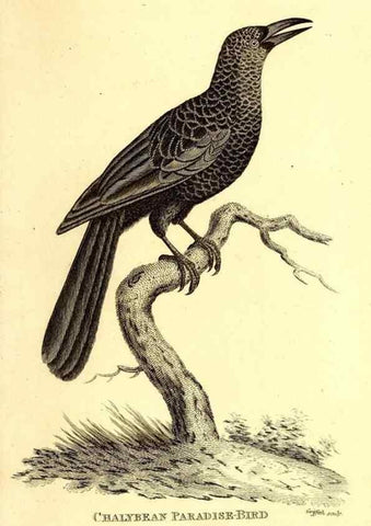 Reproducción/Reproduction 49829552063: General zoology, or Systematic natural history. London,Printed for G. Kearsley,1800-1826.. 