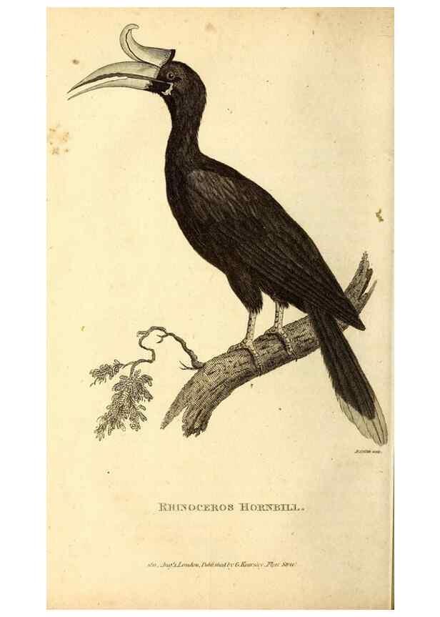Reproducción/Reproduction 49829631223: General zoology, or Systematic natural history. London,Printed for G. Kearsley,1800-1826.. 