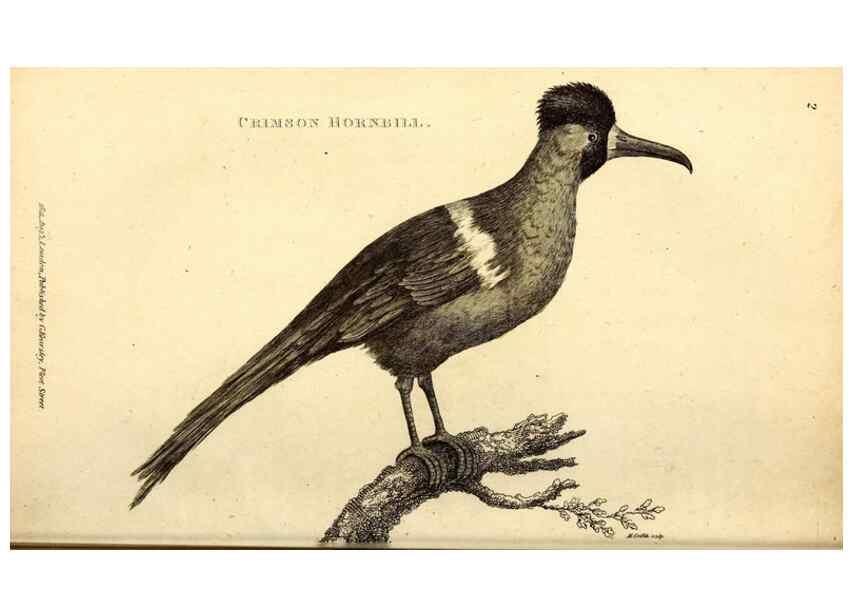 Reproducción/Reproduction 49830162961: General zoology, or Systematic natural history. London,Printed for G. Kearsley,1800-1826.. 