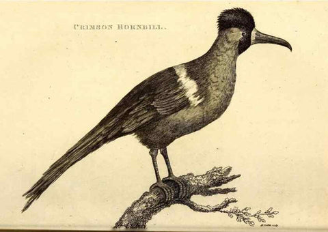 Reproducción/Reproduction 49830162961: General zoology, or Systematic natural history. London,Printed for G. Kearsley,1800-1826.. 