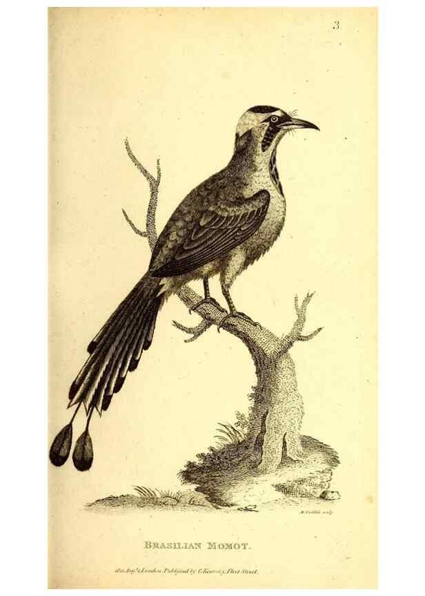 Reproducción/Reproduction 49830163301: General zoology, or Systematic natural history. London,Printed for G. Kearsley,1800-1826.. 