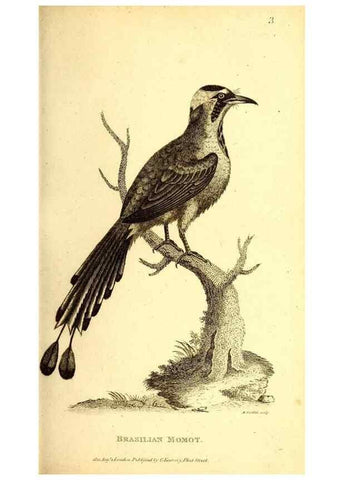 Reproducción/Reproduction 49830163301: General zoology, or Systematic natural history. London,Printed for G. Kearsley,1800-1826.. 