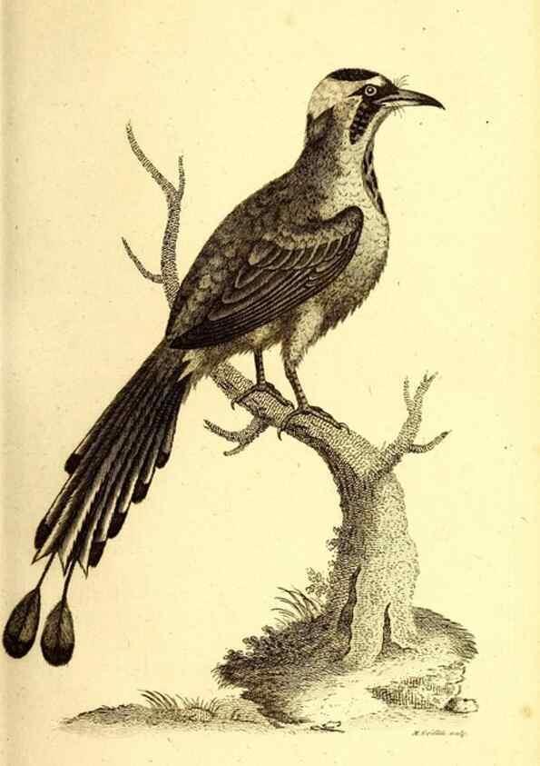 Reproducción/Reproduction 49830163301: General zoology, or Systematic natural history. London,Printed for G. Kearsley,1800-1826.. 