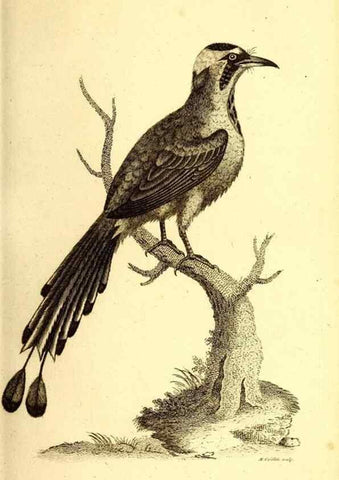 Reproducción/Reproduction 49830163301: General zoology, or Systematic natural history. London,Printed for G. Kearsley,1800-1826.. 