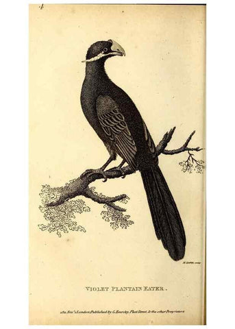 Reproducción/Reproduction 49830163571: General zoology, or Systematic natural history. London,Printed for G. Kearsley,1800-1826.. 