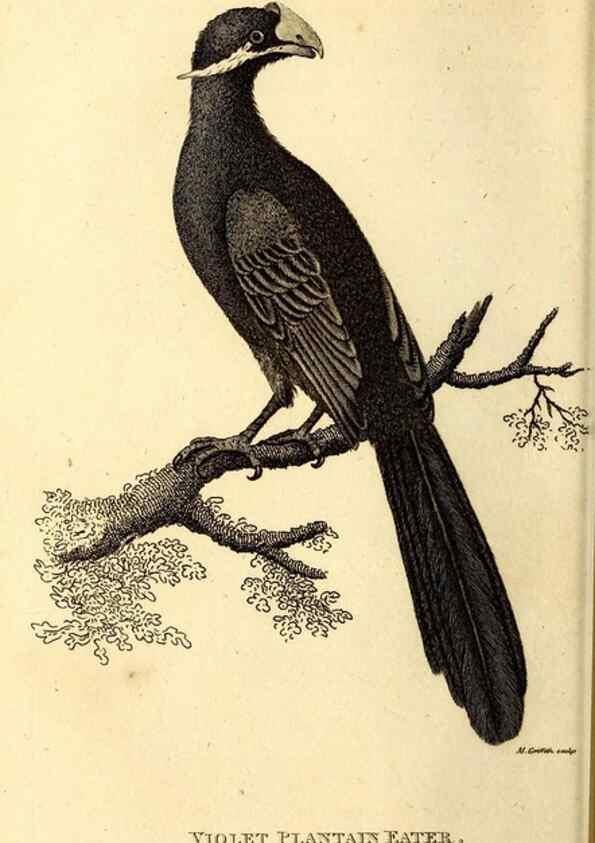 Reproducción/Reproduction 49830163571: General zoology, or Systematic natural history. London,Printed for G. Kearsley,1800-1826.. 