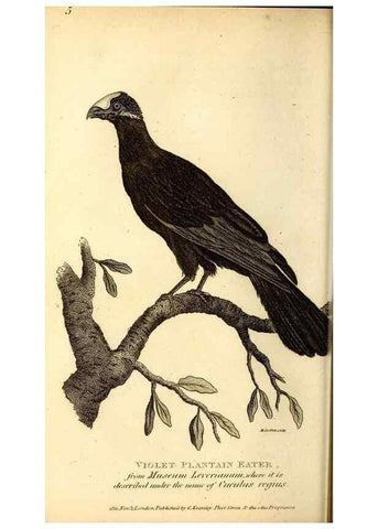 Reproducción/Reproduction 49830164031: General zoology, or Systematic natural history. London,Printed for G. Kearsley,1800-1826.. 
