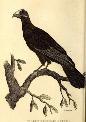 Reproducción/Reproduction 49830164031: General zoology, or Systematic natural history. London,Printed for G. Kearsley,1800-1826.. 