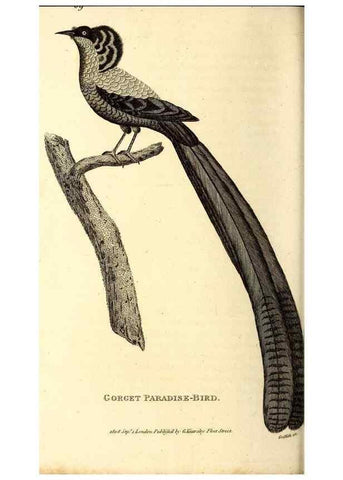 Reproducción/Reproduction 49830082561: General zoology, or Systematic natural history. London,Printed for G. Kearsley,1800-1826.. 