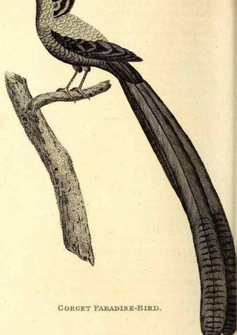 Reproducción/Reproduction 49830082561: General zoology, or Systematic natural history. London,Printed for G. Kearsley,1800-1826.. 