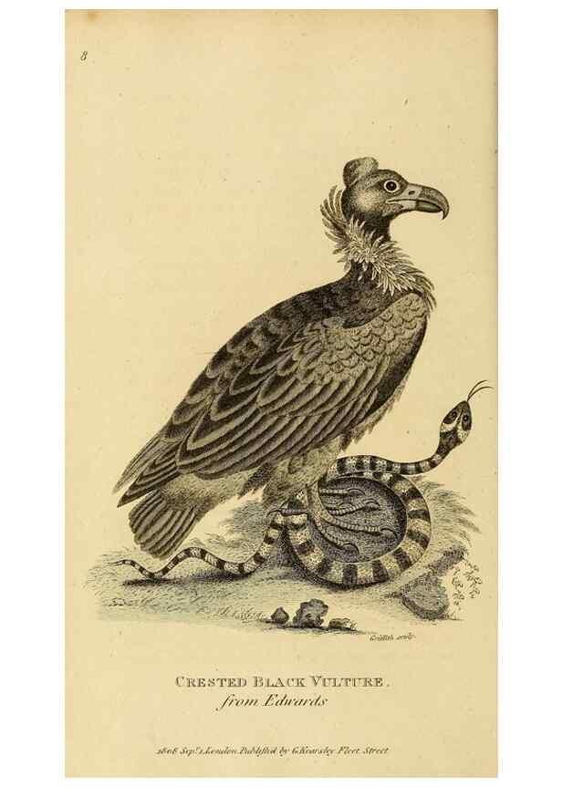 Reproducción/Reproduction 49831041677: General zoology, or Systematic natural history. London,Printed for G. Kearsley,1800-1826.. 