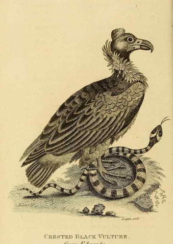 Reproducción/Reproduction 49831041677: General zoology, or Systematic natural history. London,Printed for G. Kearsley,1800-1826.. 
