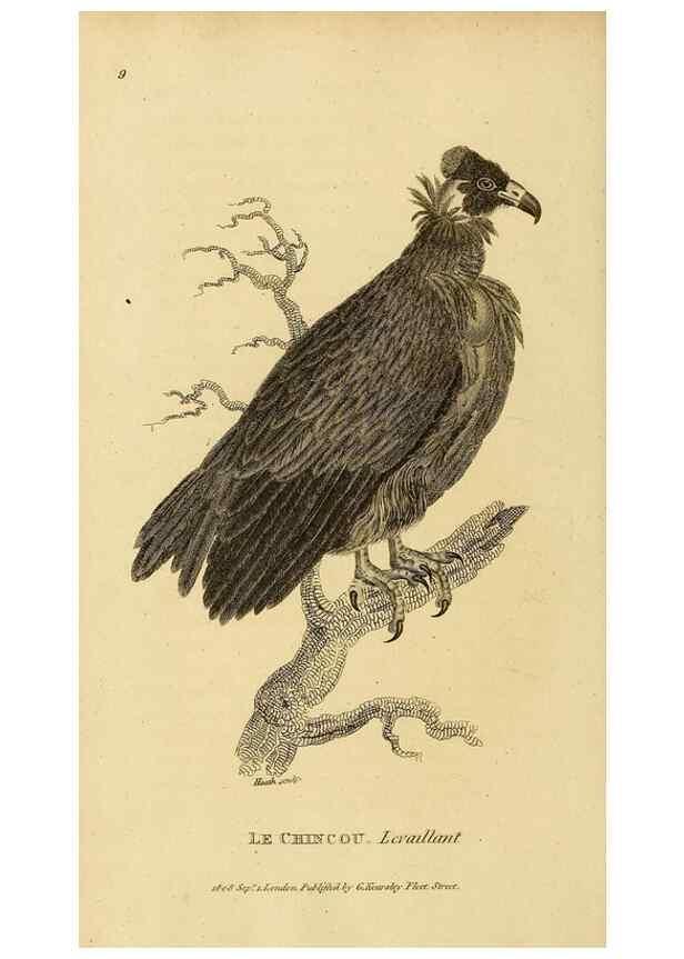 Reproducción/Reproduction 49830199368: General zoology, or Systematic natural history. London,Printed for G. Kearsley,1800-1826.. 