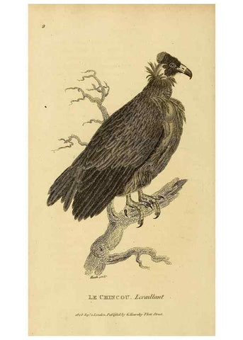 Reproducción/Reproduction 49830199368: General zoology, or Systematic natural history. London,Printed for G. Kearsley,1800-1826.. 