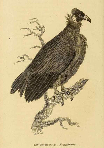Reproducción/Reproduction 49830199368: General zoology, or Systematic natural history. London,Printed for G. Kearsley,1800-1826.. 