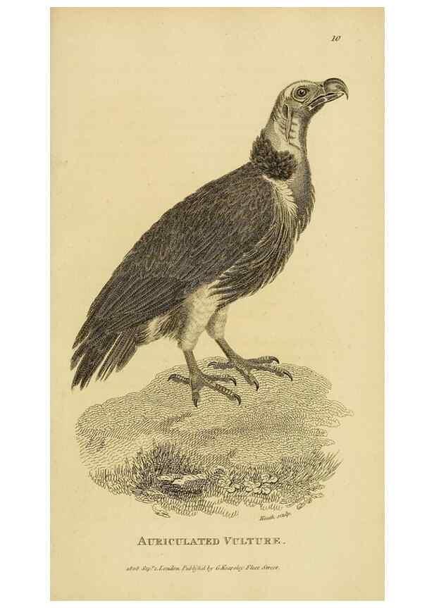 Reproducción/Reproduction 49831042567: General zoology, or Systematic natural history. London,Printed for G. Kearsley,1800-1826.. 