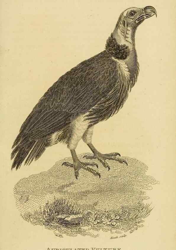 Reproducción/Reproduction 49831042567: General zoology, or Systematic natural history. London,Printed for G. Kearsley,1800-1826.. 