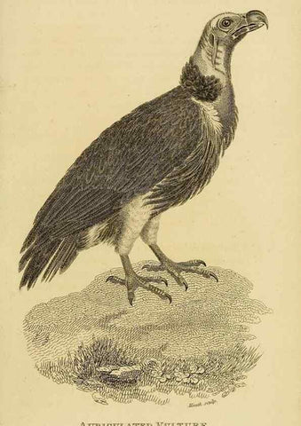 Reproducción/Reproduction 49831042567: General zoology, or Systematic natural history. London,Printed for G. Kearsley,1800-1826.. 