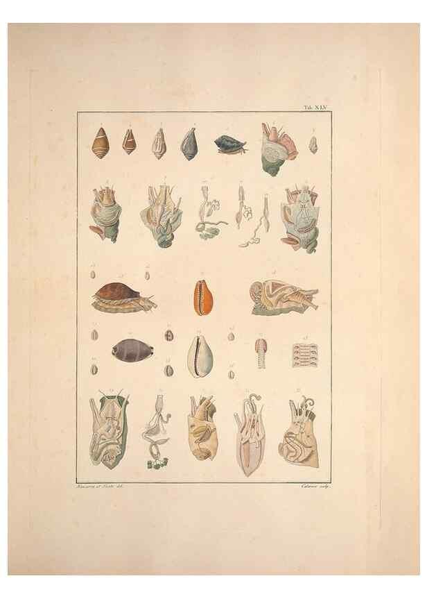 Reproducción/Reproduction 49830860106: Testacea utriusque Siciliae eorumque historia et anatome :. Parmae :Ex regio typographeio,MDCCXCI-MDCCCXXVI [1791-1827]. 