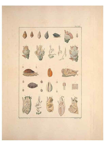 Reproducción/Reproduction 49830860106: Testacea utriusque Siciliae eorumque historia et anatome :. Parmae :Ex regio typographeio,MDCCXCI-MDCCCXXVI [1791-1827]. 