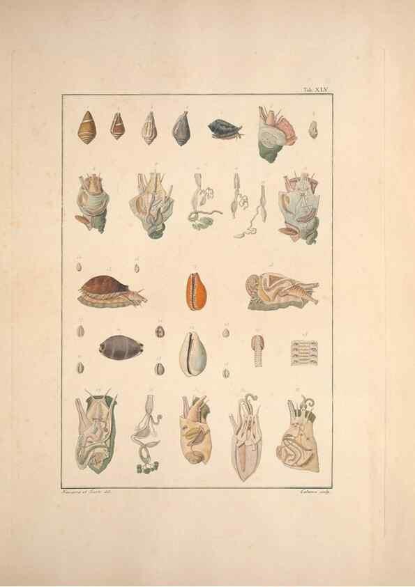 Reproducción/Reproduction 49830860106: Testacea utriusque Siciliae eorumque historia et anatome :. Parmae :Ex regio typographeio,MDCCXCI-MDCCCXXVI [1791-1827]. 
