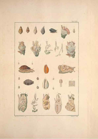 Reproducción/Reproduction 49830860106: Testacea utriusque Siciliae eorumque historia et anatome :. Parmae :Ex regio typographeio,MDCCXCI-MDCCCXXVI [1791-1827]. 