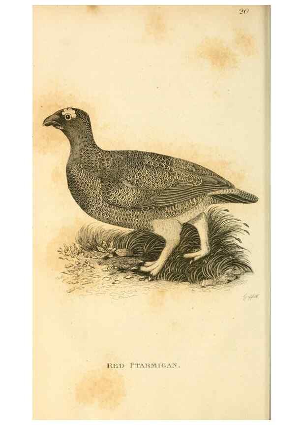 Reproducción/Reproduction 49831169372: General zoology, or Systematic natural history. London,Printed for G. Kearsley,1800-1826.. 