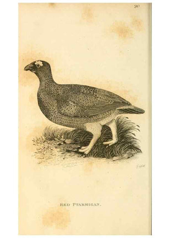 Reproducción/Reproduction 49831169372: General zoology, or Systematic natural history. London,Printed for G. Kearsley,1800-1826.. 
