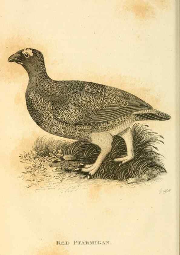 Reproducción/Reproduction 49831169372: General zoology, or Systematic natural history. London,Printed for G. Kearsley,1800-1826.. 