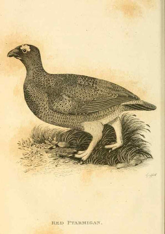 Reproducción/Reproduction 49831169372: General zoology, or Systematic natural history. London,Printed for G. Kearsley,1800-1826.. 