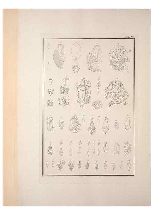 Reproducción/Reproduction 49831169517: Testacea utriusque Siciliae eorumque historia et anatome :. Parmae :Ex regio typographeio,MDCCXCI-MDCCCXXVI [1791-1827]. 