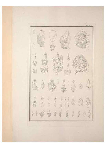 Reproducción/Reproduction 49831169517: Testacea utriusque Siciliae eorumque historia et anatome :. Parmae :Ex regio typographeio,MDCCXCI-MDCCCXXVI [1791-1827]. 
