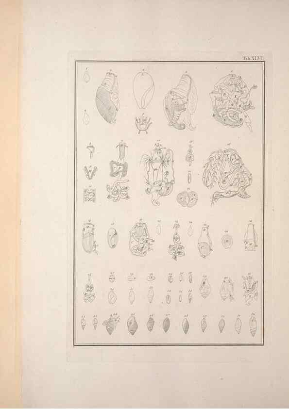 Reproducción/Reproduction 49831169517: Testacea utriusque Siciliae eorumque historia et anatome :. Parmae :Ex regio typographeio,MDCCXCI-MDCCCXXVI [1791-1827]. 