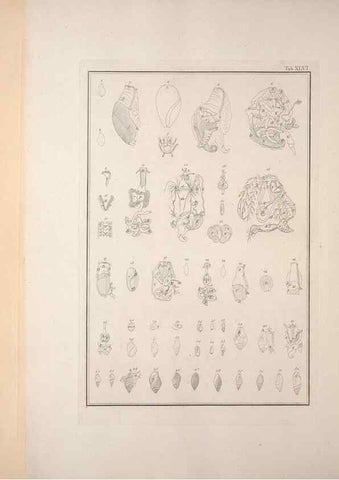 Reproducción/Reproduction 49831169517: Testacea utriusque Siciliae eorumque historia et anatome :. Parmae :Ex regio typographeio,MDCCXCI-MDCCCXXVI [1791-1827]. 