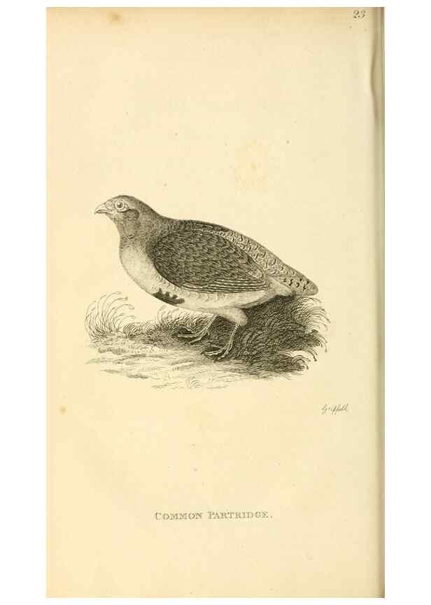 Reproducción/Reproduction 49831169707: General zoology, or Systematic natural history. London,Printed for G. Kearsley,1800-1826.. 