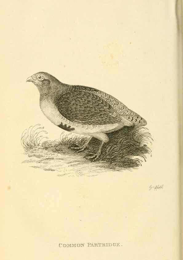 Reproducción/Reproduction 49831169707: General zoology, or Systematic natural history. London,Printed for G. Kearsley,1800-1826.. 